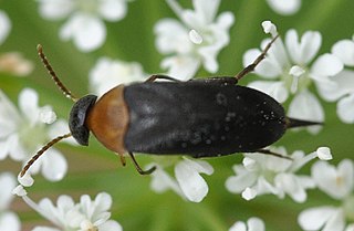 <i>Mordellochroa</i> genus of insects