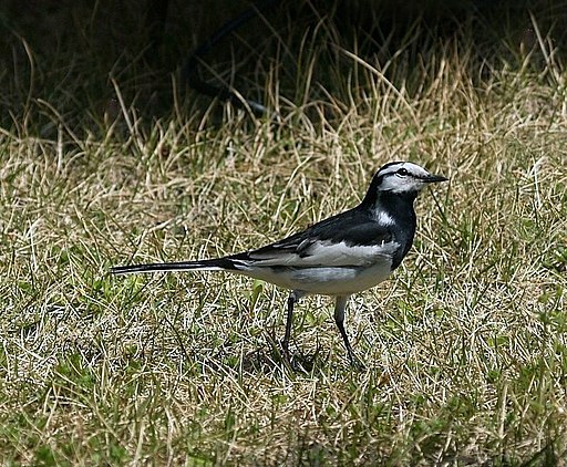 Motacilla lugens