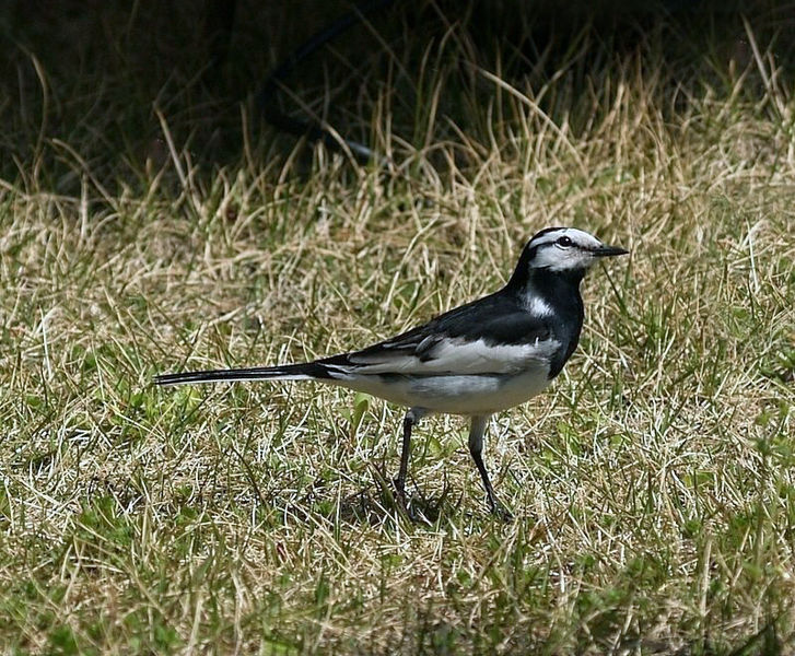 File:Motacilla lugens.jpg