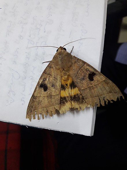 Moth from Kerala, India
