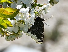 Mourning cloak nectaring on cherry blossoms Mourning cloak nectaring on cherry blossoms 1 - cropped.jpg