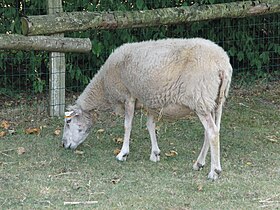 Mouton de Belle-île.