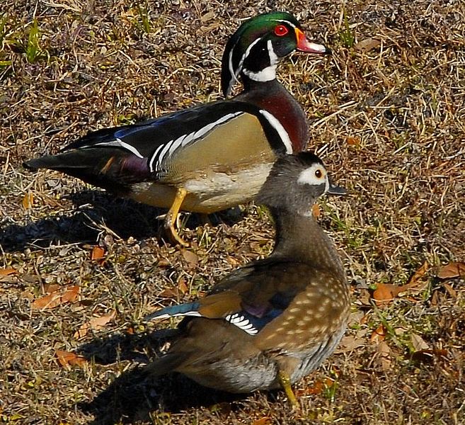 File:Mr. and Mrs. Wood Duck Taking a Stroll - Flickr - Andrea Westmoreland.jpg