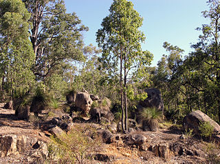 J weir mercedes perth #6