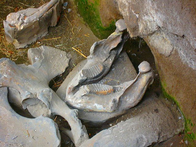 A Columbian mammoth jaw excavated at Tocuila