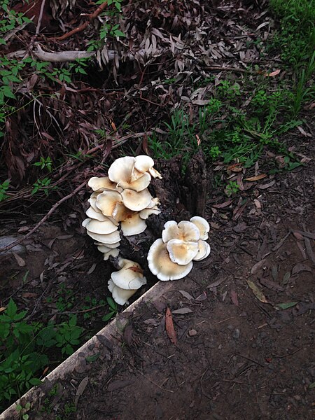 File:Mushrooms in The Ponds Walk.JPG