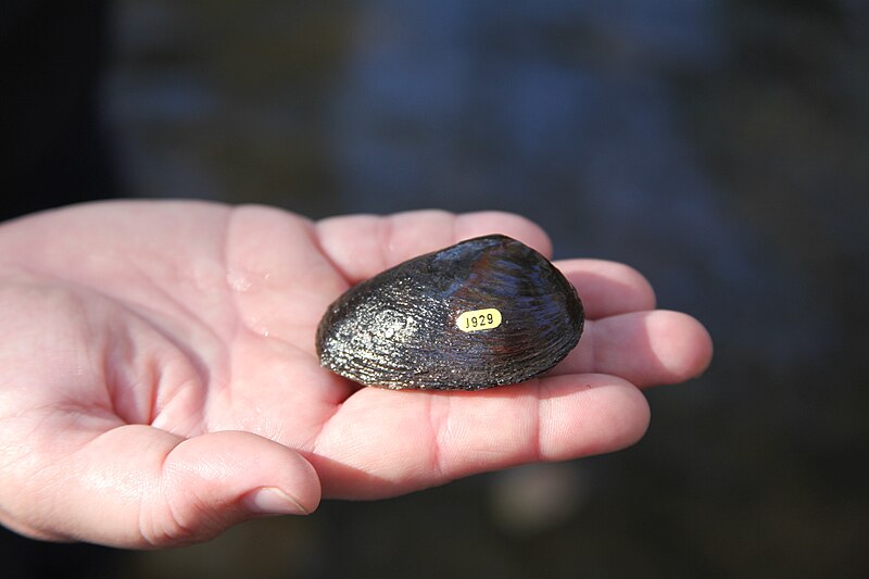 File:Mussel in hand (6466589647).jpg