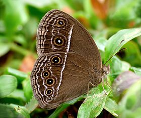 Borboleta da espécie Mycalesis mineus