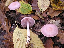 Mycena pura Mycena rosea 041031w.jpg