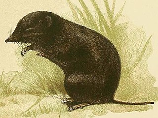<span class="mw-page-title-main">Montane mouse shrew</span> Species of mammal