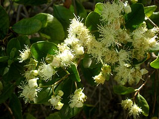 <i>Myrceugenia exsucca</i> species of plant