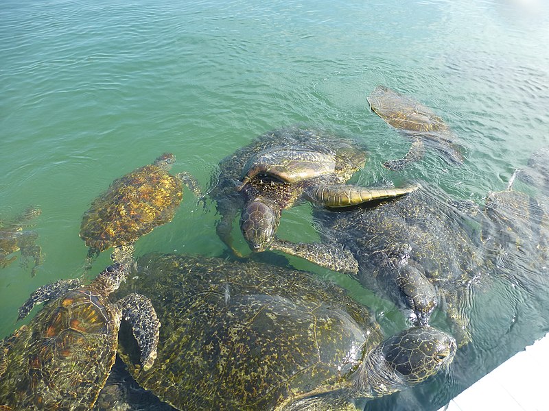 File:Naozhou - Sea Turtle City - P1570952.jpg