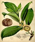 Thumbnail for Napoleonaea imperialis