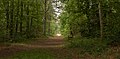 Nationaal Park Duinen van Texel, el camino forestal a lo largo de Nattevlakweg