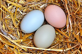 Eräät kanarodut pystyvät tuottamaan esim. vihreitä ja sinisiä munia.