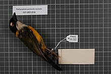 Центр биоразнообразия Naturalis - RMNH.AVES.130293 1 - Pachycephala pectoralis mentalis Wallace, 1863 - Pachycephalidae - образец кожи птицы.jpeg