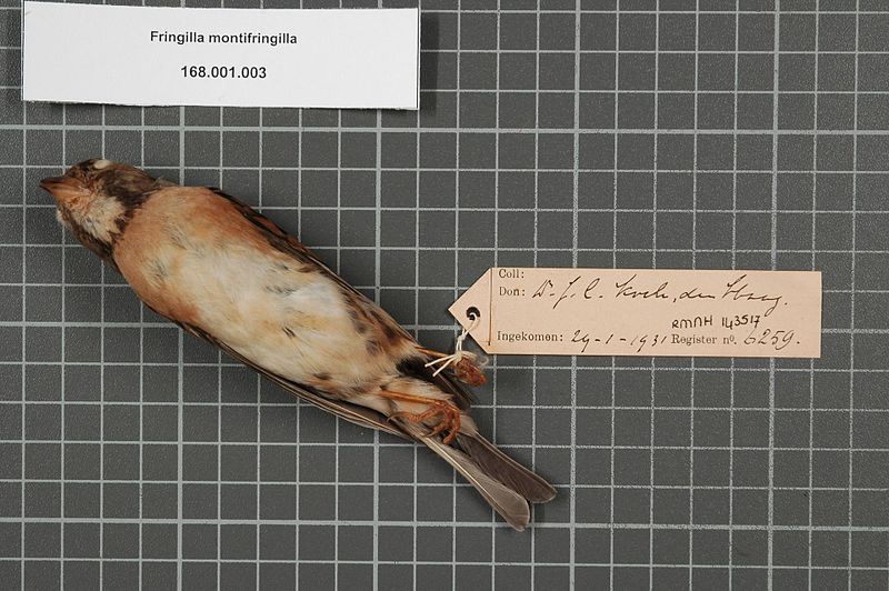 File:Naturalis Biodiversity Center - RMNH.AVES.143517 2 - Fringilla montifringilla Linnaeus, 1758 - Fringillidae - bird skin specimen.jpeg