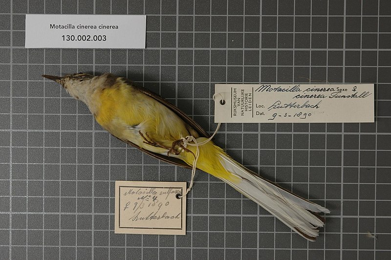File:Naturalis Biodiversity Center - RMNH.AVES.31428 1 - Motacilla cinerea cinerea Tunstall, 1771 - Motacillidae - bird skin specimen.jpeg