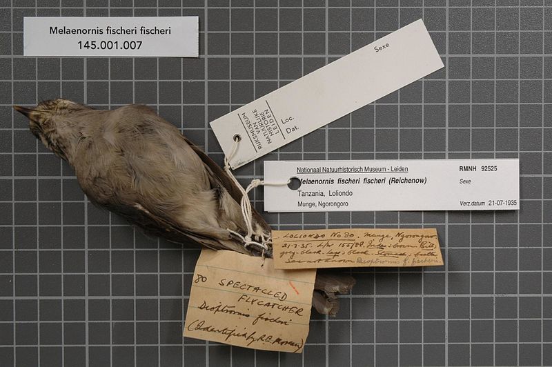 File:Naturalis Biodiversity Center - RMNH.AVES.92525 1 - Melaenornis fischeri fischeri (Reichenow, 1884) - Muscicapidae - bird skin specimen.jpeg
