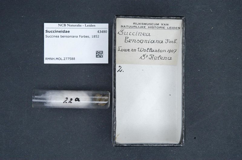 File:Naturalis Biodiversity Center - RMNH.MOL.277588 - Succinea bensoniana Forbes, 1852 - Succineidae - Mollusc shell.jpeg