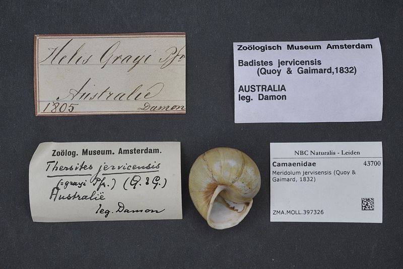 Payl:Naturalis Biodiversity Center - ZMA.MOLL.397326 - Meridolum jervisensis (Quoy & Gaimard, 1832) - Camaenidae - Mollusc shell.jpeg