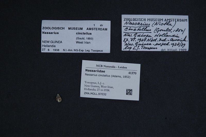 File:Naturalis Biodiversity Center - ZMA.MOLL.97032 - Nassarius cinctellus (Adams, 1852) - Nassariidae - Mollusc shell.jpeg