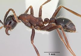 Neivamyrmex melanocephalus