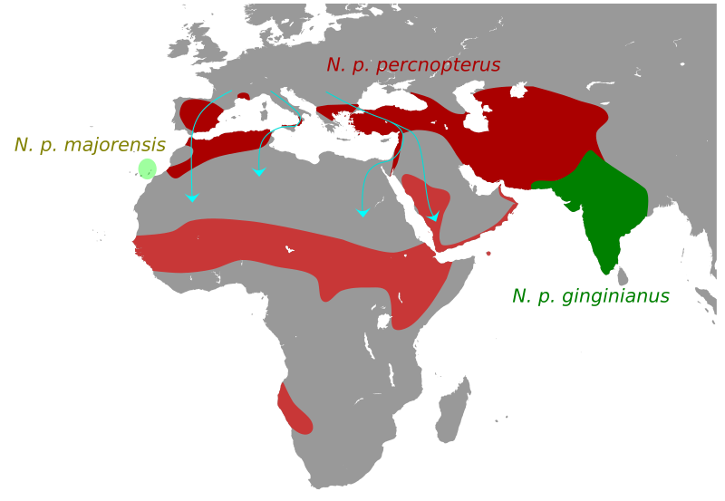 Wêne:NeophronMap.svg