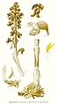 Neottia nidus-avis plate 412 in: C.A.M Lindman: Bilder ur Nordens Flora (Orchidaceae) (1917-1927)