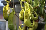 Artikel: Nepenthes spathulata