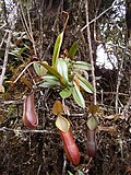 Gambar mini seharga Nepenthes tentaculata