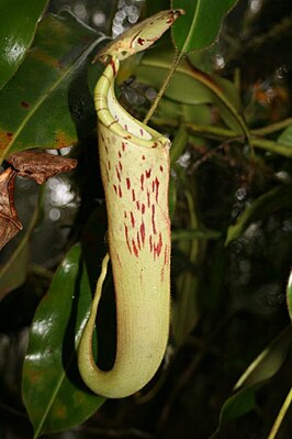 Nepenthes chaniana, air can