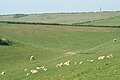 Cattle grazing in fields near Nettlecombe Farm, Nettlecombe, Isle of Wight.