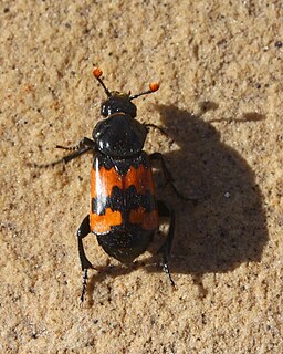 <i>Nicrophorus marginatus</i> Species of beetle