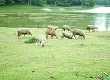 Nilgiri domba merumput di danau ooty side.jpg