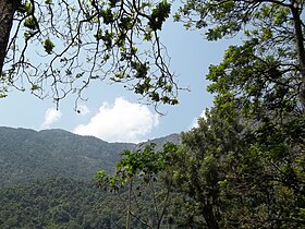 Tropical rainforest biome