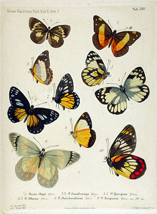 <i>Delias georgina</i> Species of butterfly