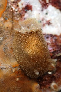 <i>Acanthodoris atrogriseata</i> species of mollusc