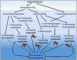 Ocean microbial respiration Ocean deoxygenation in the Anthropocene.jpg