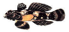 Ocelhava kalionimo, Synchiropus ocellatus