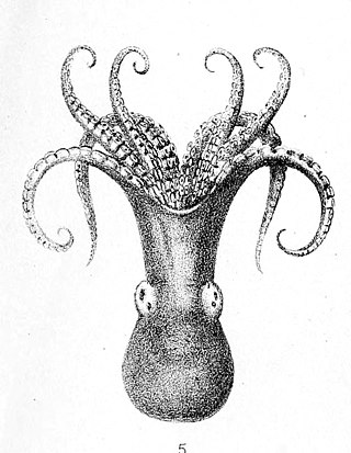 <i>Octopus superciliosus</i>