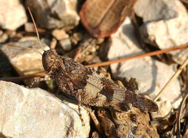 File:Oedipoda caerulescens01.jpg