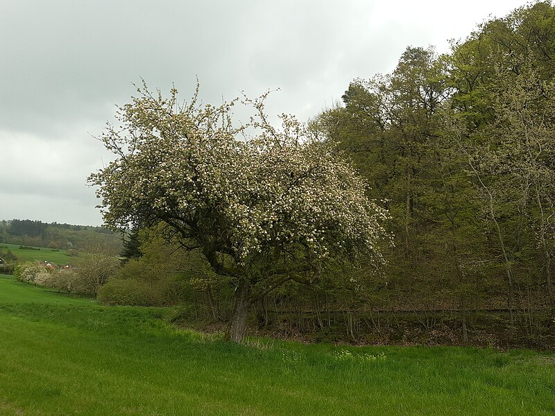 File:Old apple tree, Malbach valley, Ehrenbach.jpg