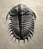 Fossil of the Cambrian trilobite Olenoides Olenoides superbus, Late Middle Cambrian, Upper Marjum Formation, House Range, Millard County, Utah, USA - Houston Museum of Natural Science - DSC01415.JPG