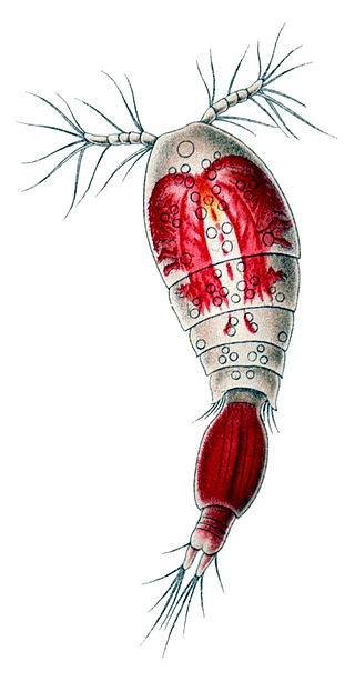 <span class="mw-page-title-main">Oncaeidae</span> Family of crustaceans