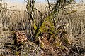 Oostvaardersplassen. Nieuwe natuur op de bodem van de voormalige Zuiderzee.