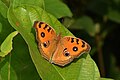 * Nomination Open Wing Basking of Junonia almana (Linnaeus, 1758) - Peacock Pansy --TAPAN1412 17:10, 19 December 2023 (UTC) * Promotion  Support Some denoising without losing too many details might be good, but this is good enough IMO. I added a species category. --Robert Flogaus-Faust 10:17, 23 December 2023 (UTC)