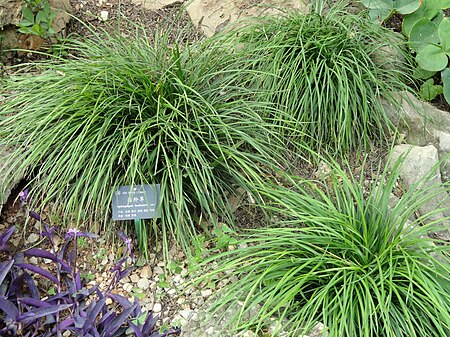 Ophiopogon_bodinieri