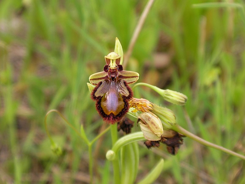 File:Ophrys speculum lusus.jpg