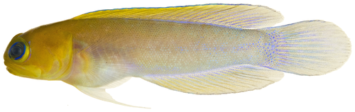 Хвойная рыба. Opistognathus Aurifrons. Рыба обычная. Opistognathidae. Opistognathus randalli.